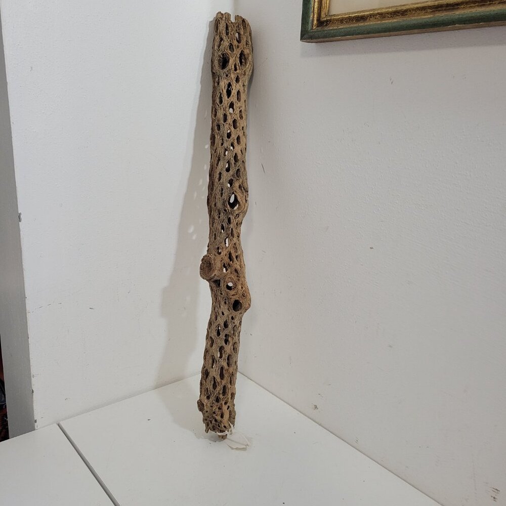 Art Piece-Petrified Saguaro Cactus - Picture 4 of 4